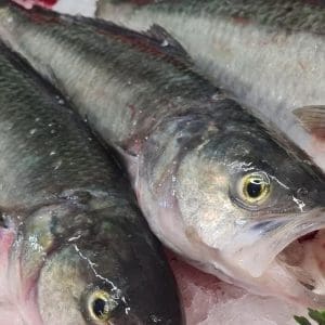 Kahawai - Whole, Gilled, Gutted and Scaled