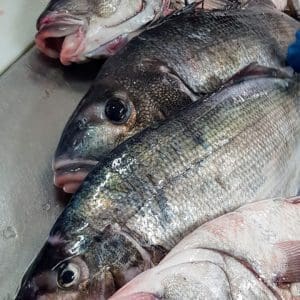 Moki - Whole, Gilled, Gutted and Scaled