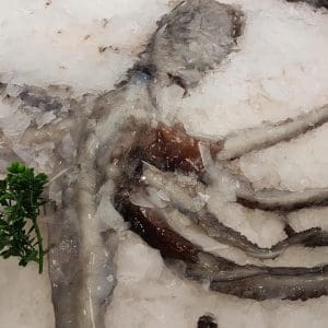 Octopus