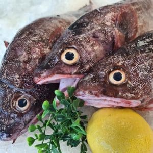 Red Cod - Whole, Gilled, Gutted and Scaled