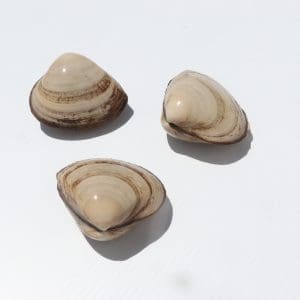 Storm Shell Clams (Frozen) (1kg)