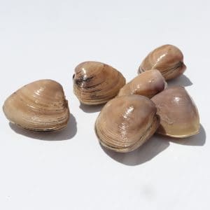 Diamond Shell Clams
